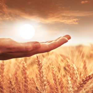 Aumentar los recursos y la abundancia